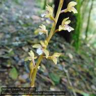 Image de Corallorhiza maculata var. mexicana (Lindl.) Freudenst.