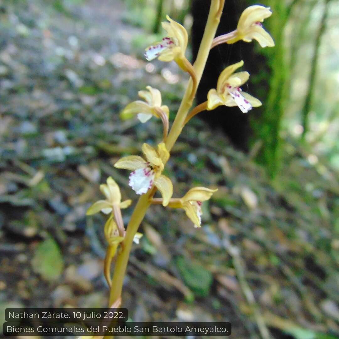 Image de Corallorhiza maculata var. mexicana (Lindl.) Freudenst.