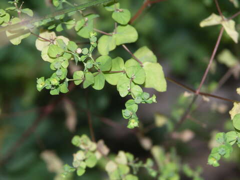 Image of Upright Spurge