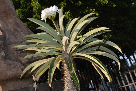 Image of Pachypodium lamerei Drake