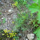 Image de Lomatium brunsfeldianum Kemper & R. P. Mc Neill