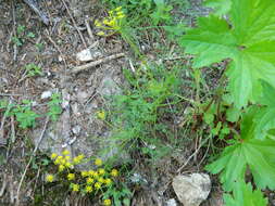 Image of Brunsfeld's desertparsley