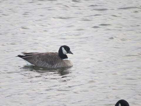 Plancia ëd Branta hutchinsii taverneri Delacour 1951