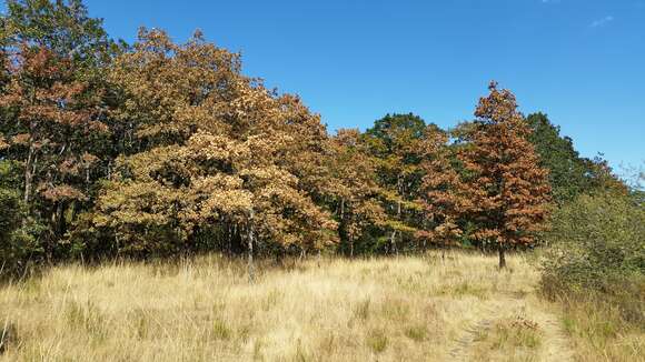 Image of Brewer Oak