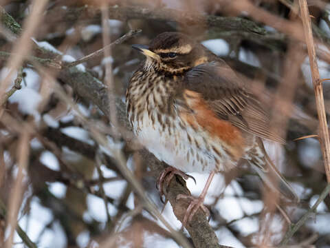 Sivun Turdus iliacus coburni Sharpe 1901 kuva