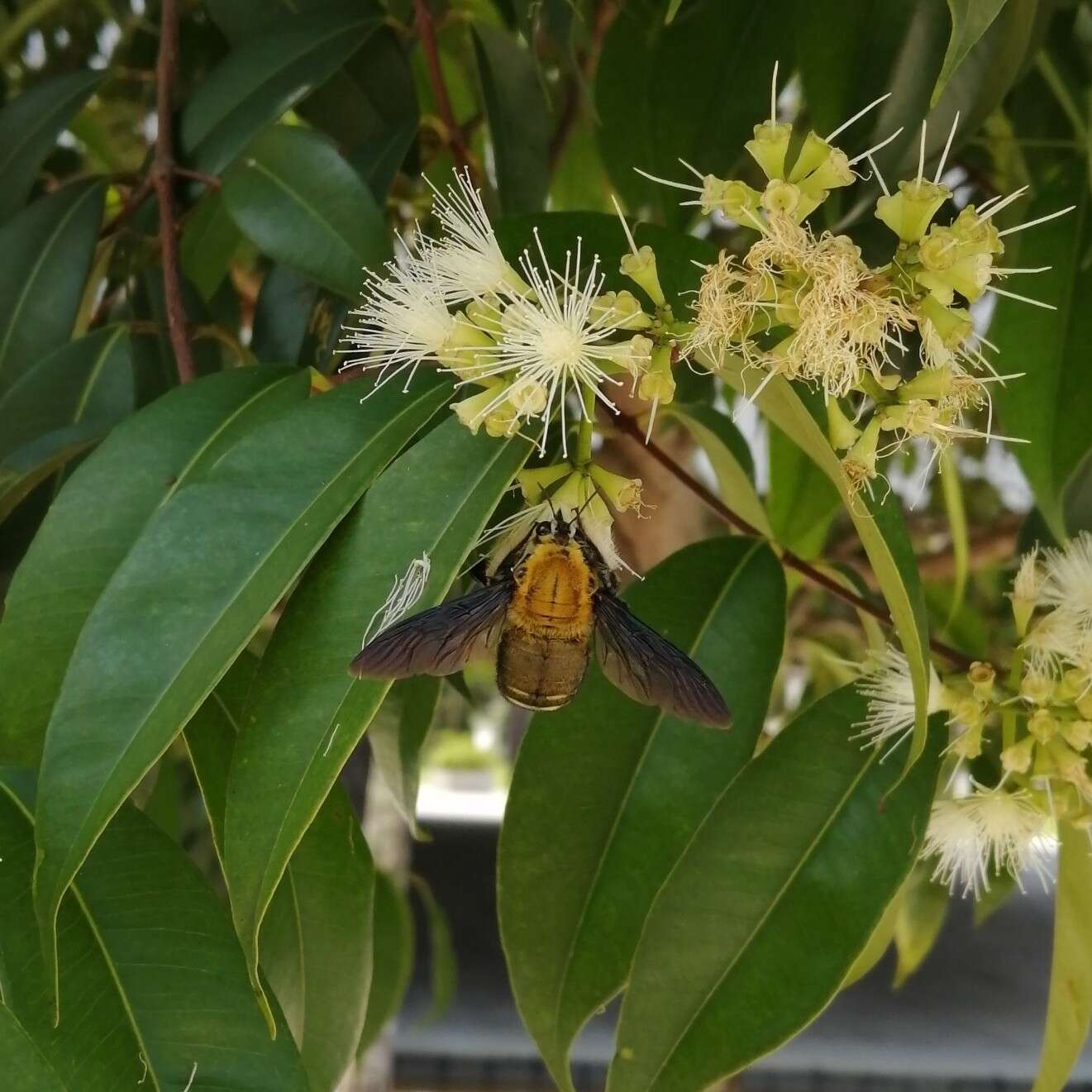 Imagem de Xylocopa flavonigrescens Smith 1854