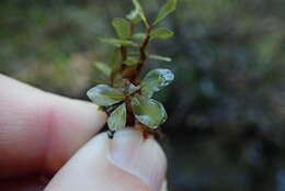 Image of grandleaf rhizomnium moss