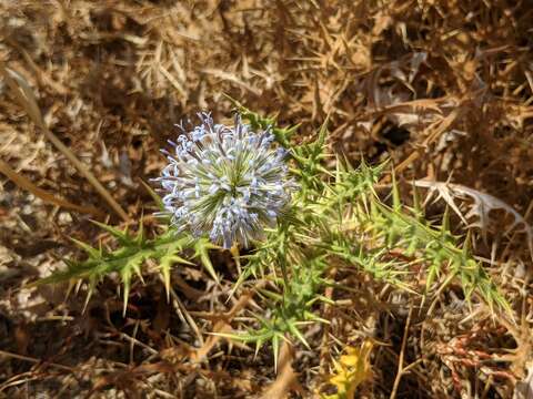 Image of Echinops spinosissimus Turra