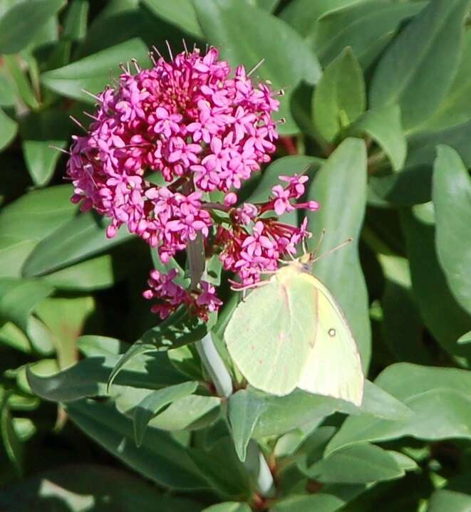 Image de Papillon de Californie