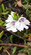 Image of Prostanthera saxicola R. Br.