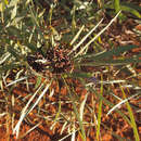 Acacia gonoclada F. Muell.的圖片