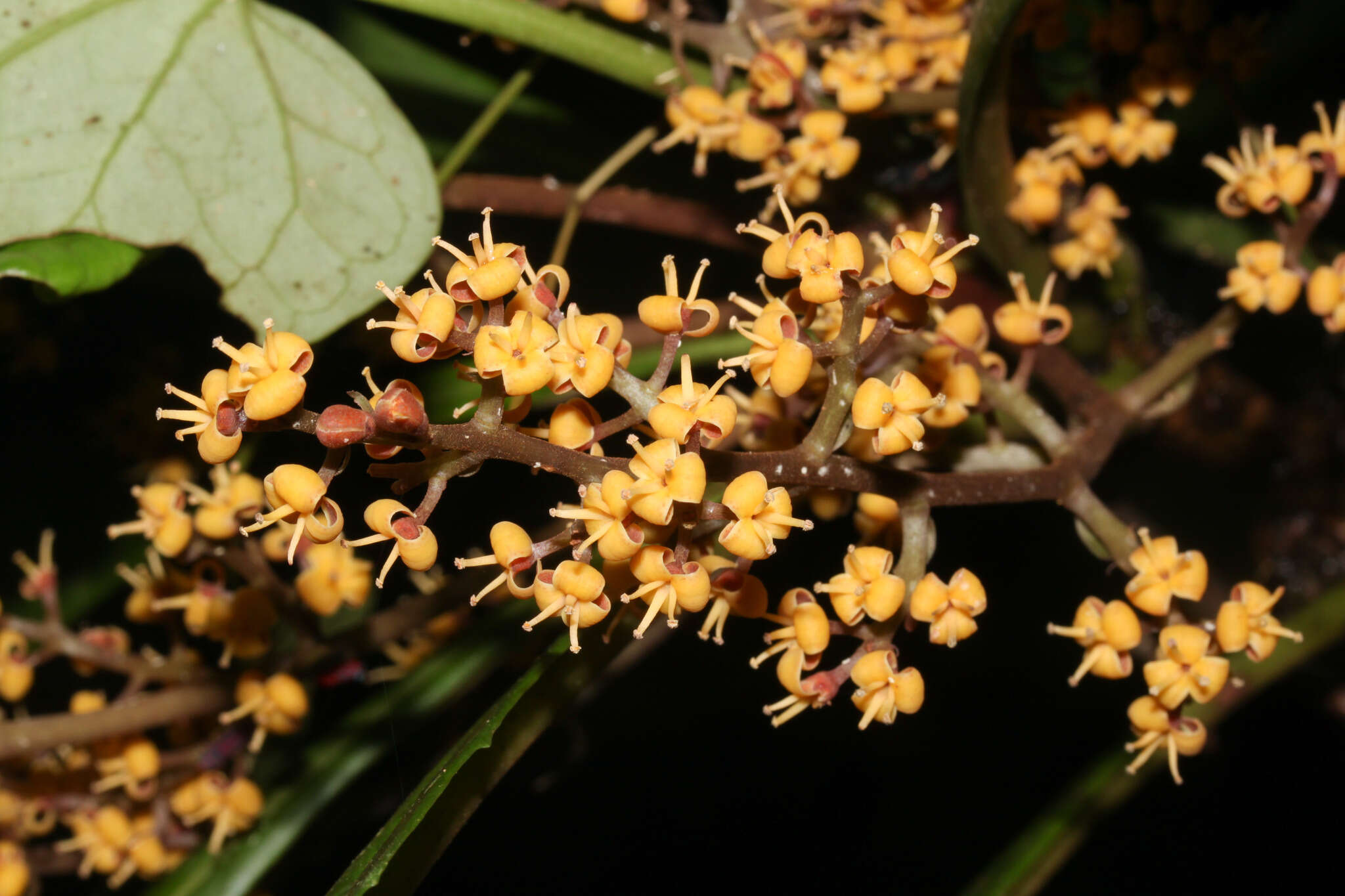 Image of Cybianthus schlimii (Hook. fil.) G. Agostini