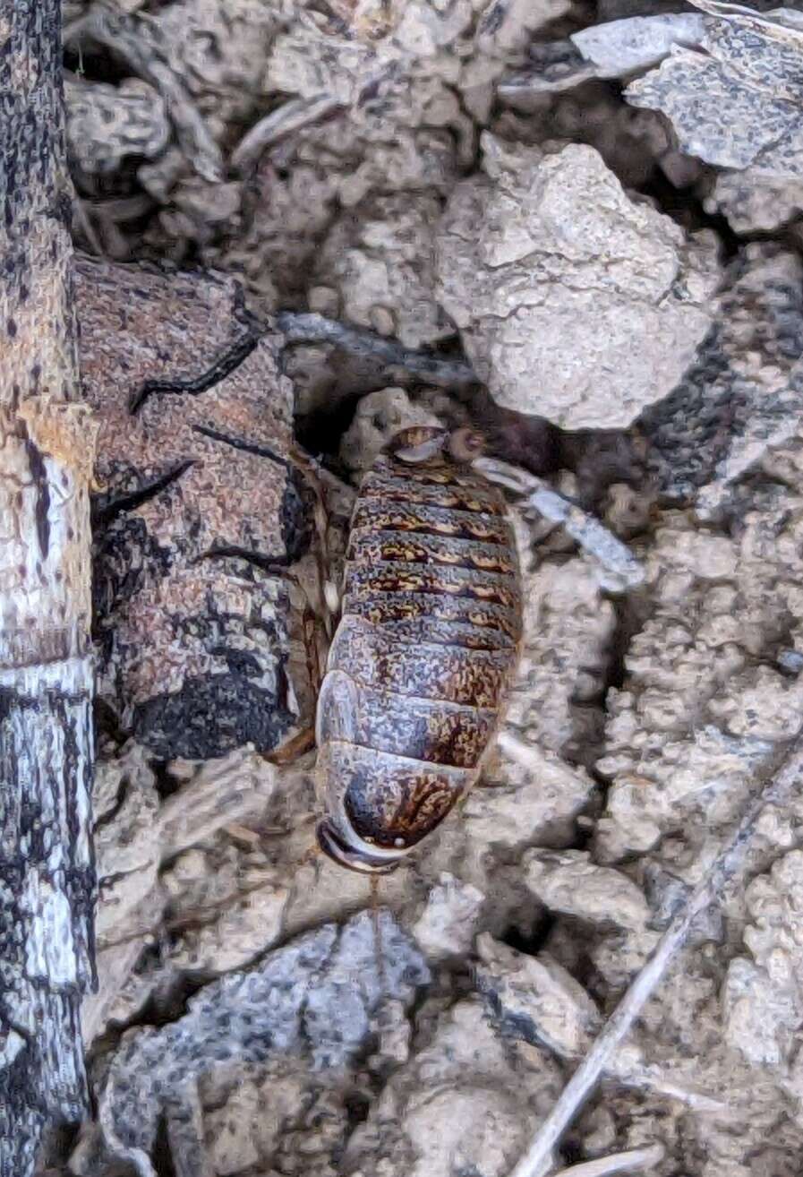 Phyllodromica (Lobolampra) subaptera (Rambur 1838)的圖片