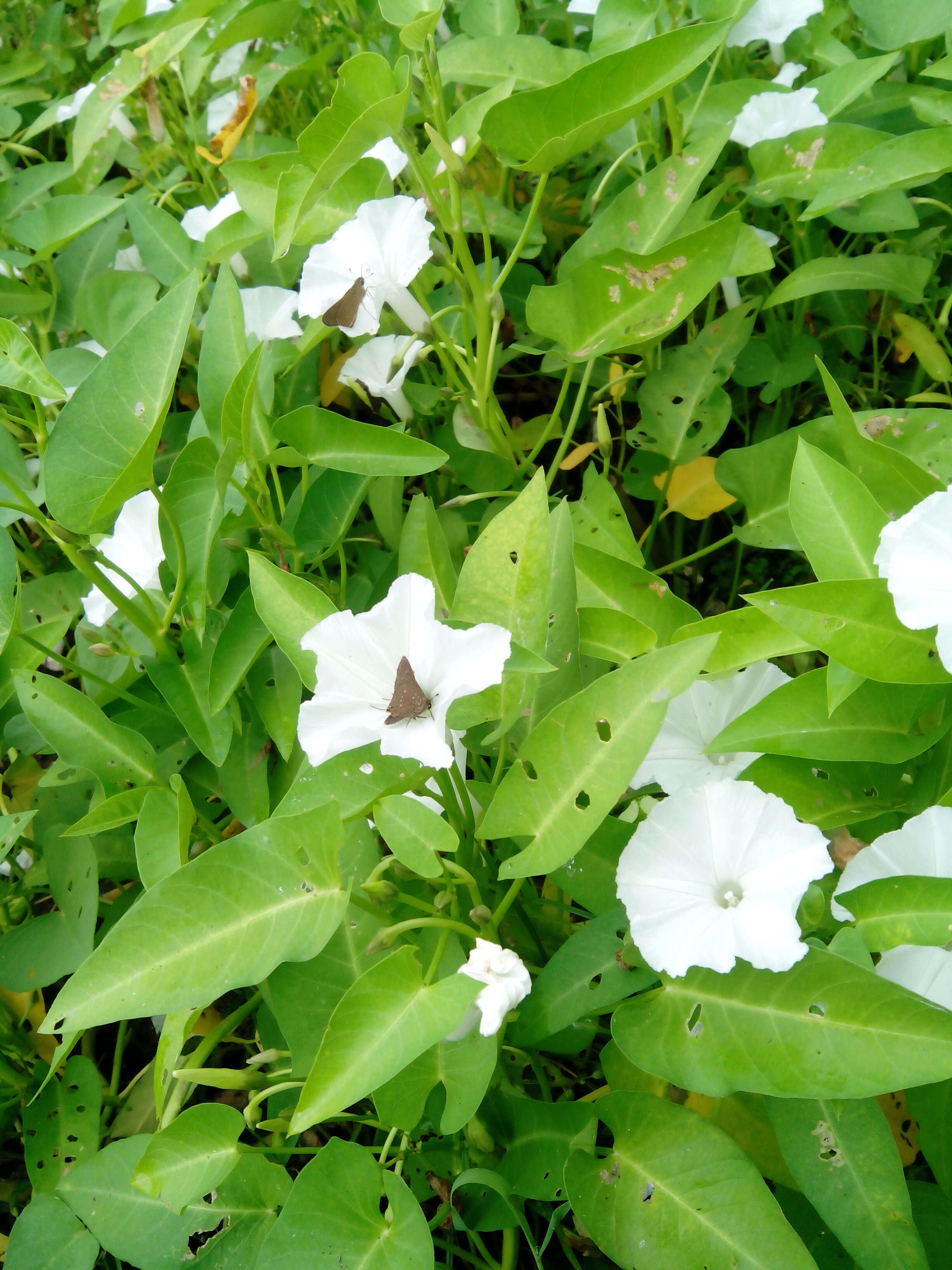 Image of kangkung