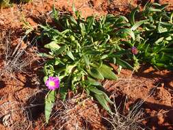 Image of Calandrinia balonensis Lindl.