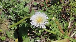 Taraxacum coreanum Nakai的圖片