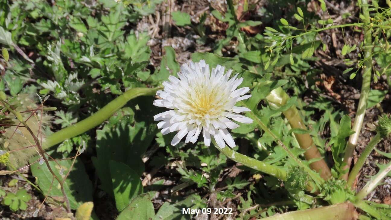 Taraxacum coreanum Nakai的圖片