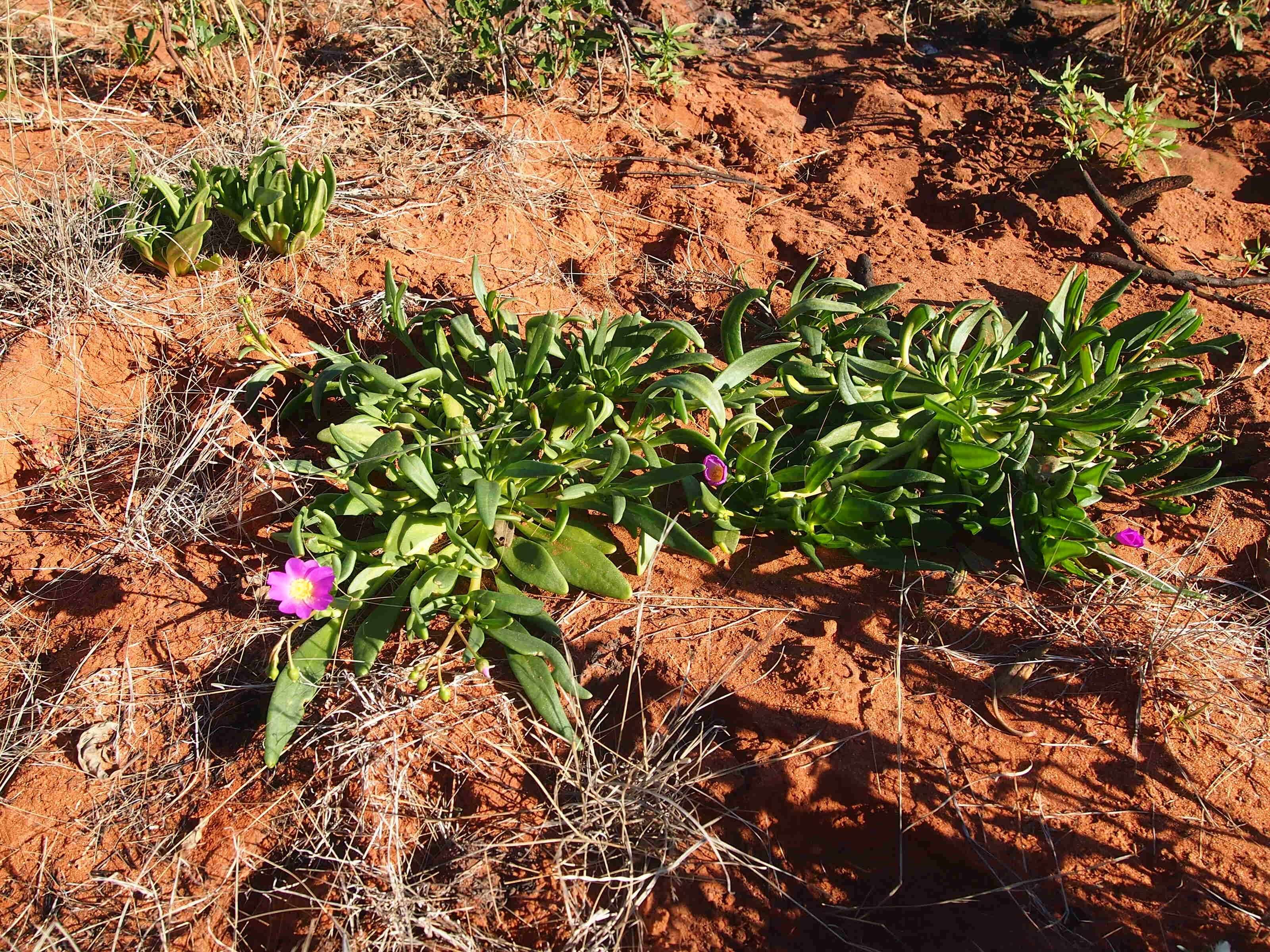 Image of Calandrinia balonensis Lindl.