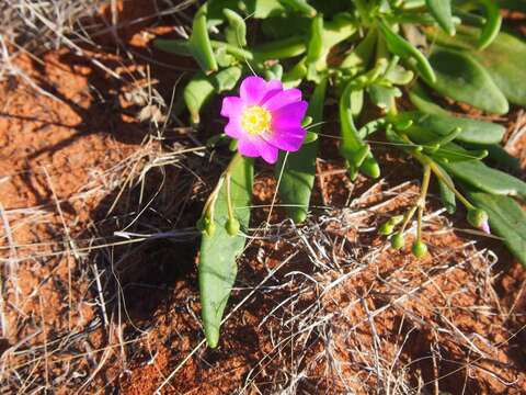 Слика од Calandrinia balonensis Lindl.