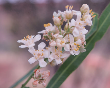 Image of <i>Atalaya hemiglauca</i> F. Müll. ex Benth.