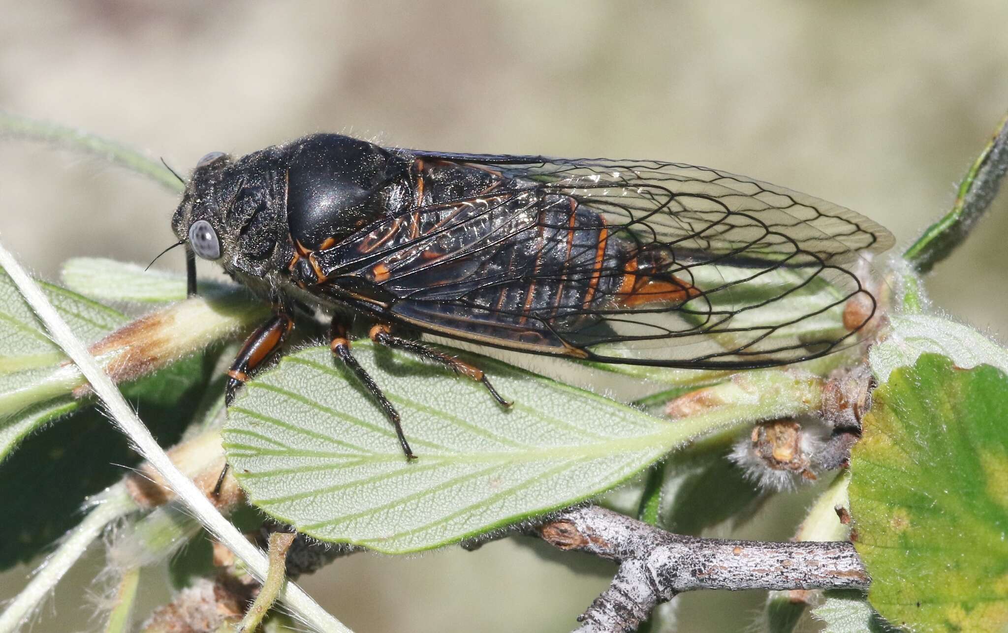 Image of Okanagana cruentifera (Uhler 1892)