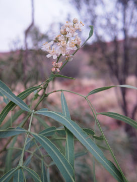 Image of <i>Atalaya hemiglauca</i> F. Müll. ex Benth.