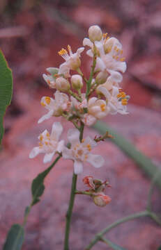 Image of Atalaya hemiglauca F. Müll. ex Benth.