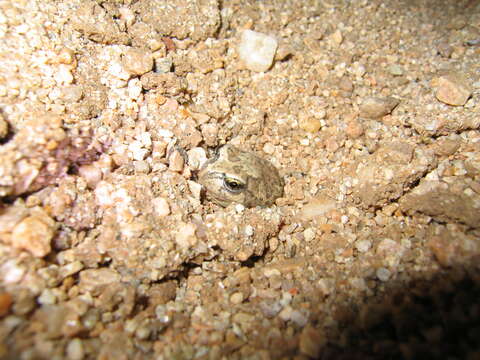 Image of Spencer's Burrowing Frog