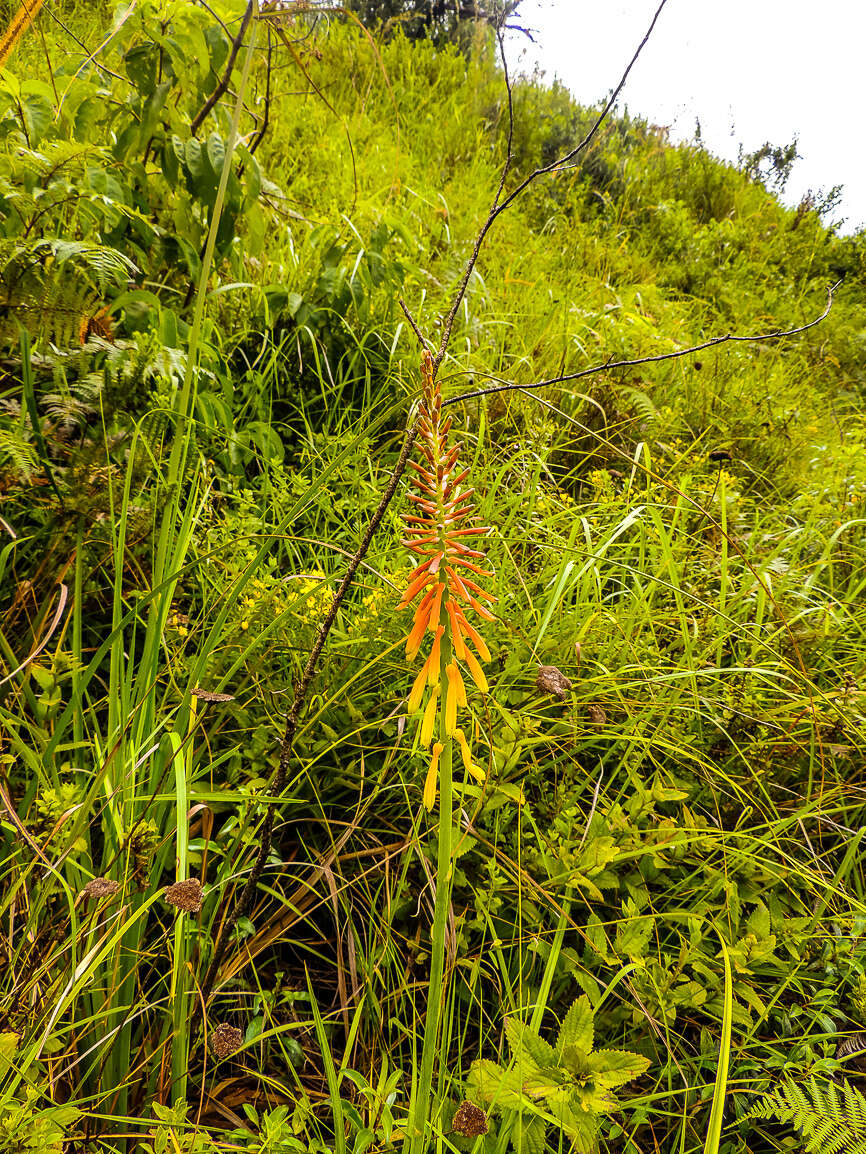 Image of Kniphofia laxiflora Kunth