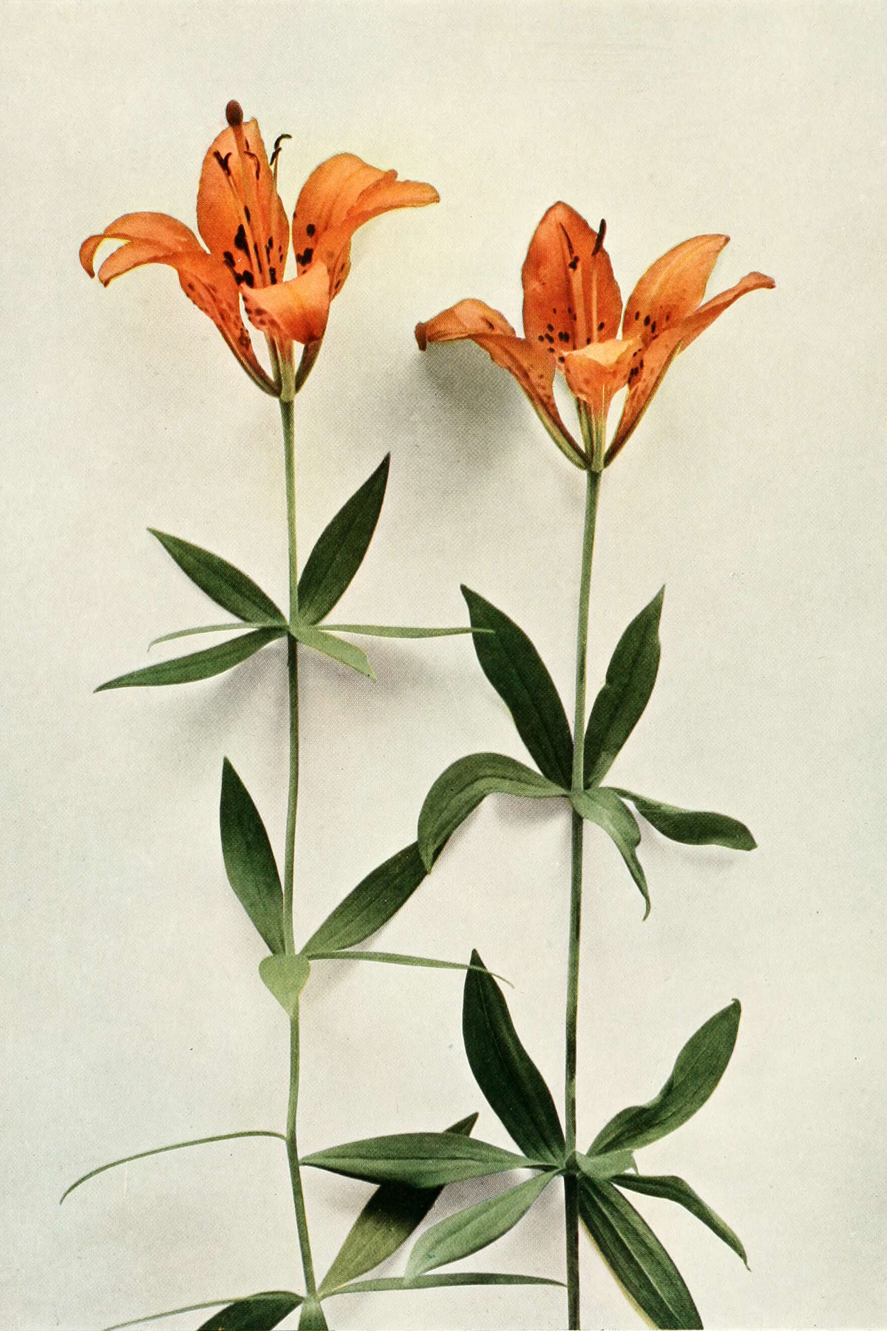 Lilium philadelphicum L. resmi