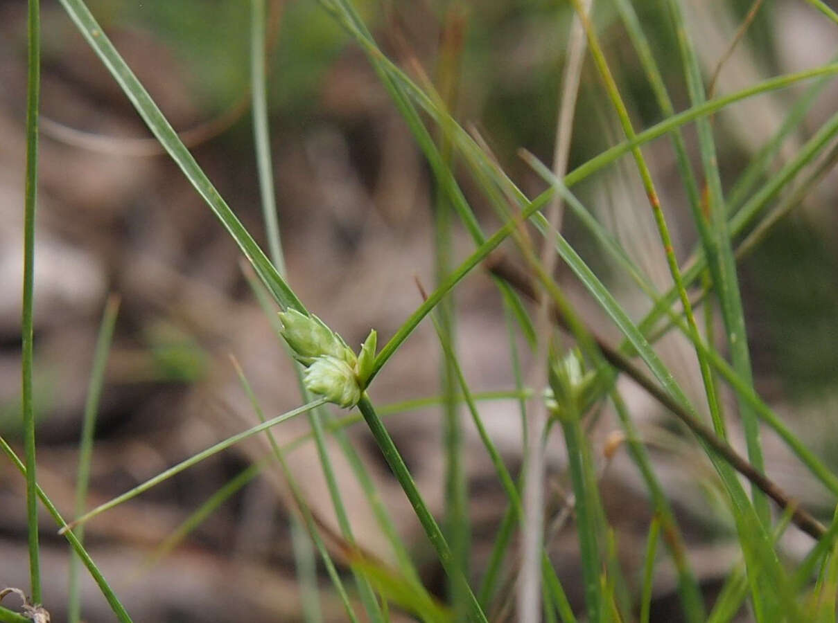 Cyperus gracilis R. Br.的圖片