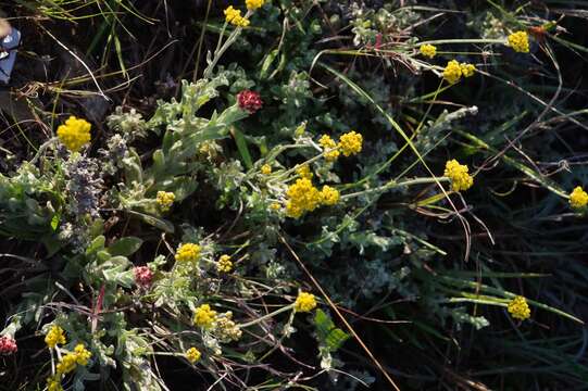 Image of Helichrysum odoratissimum (L.) Sw.