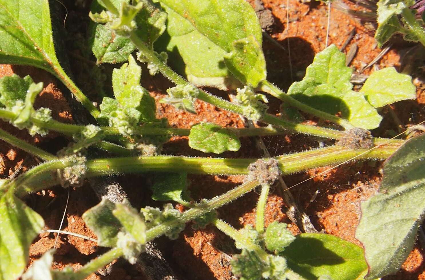 Image of Dysphania melanocarpa (J. M. Black) Mosyakin & Clemants