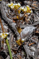 Crassula filiformis (Eckl. & Zeyh.) Dietr. resmi