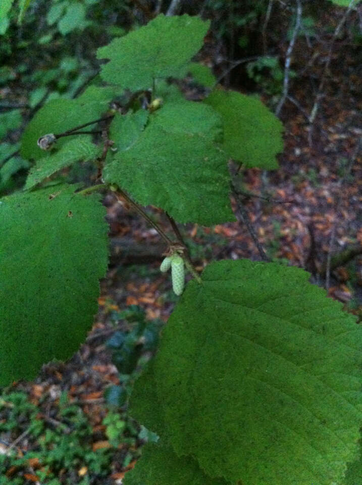 Image of Corylus cornuta subsp. californica (A. DC.) A. E. Murray