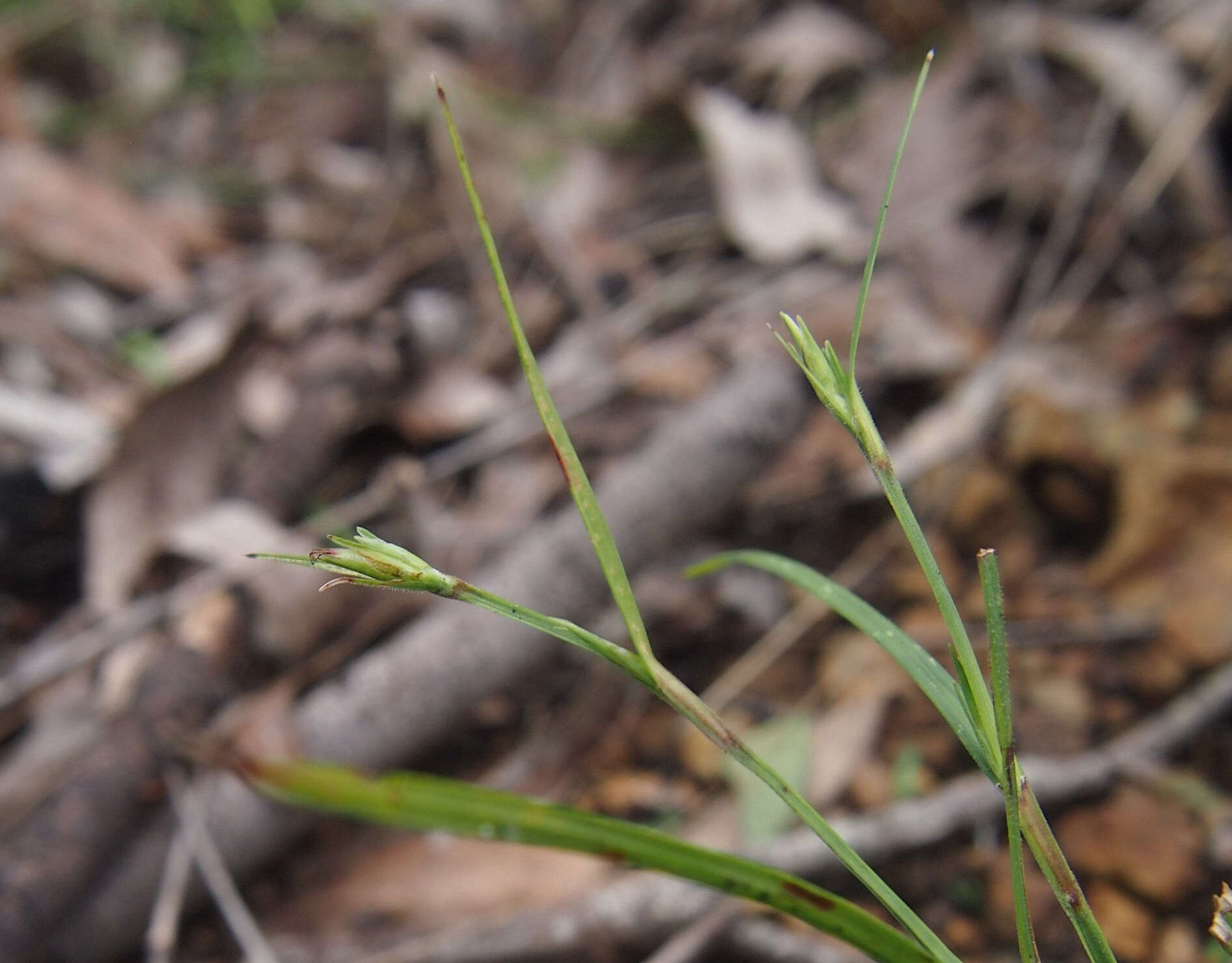 Image of Scleria mackaviensis Boeckeler