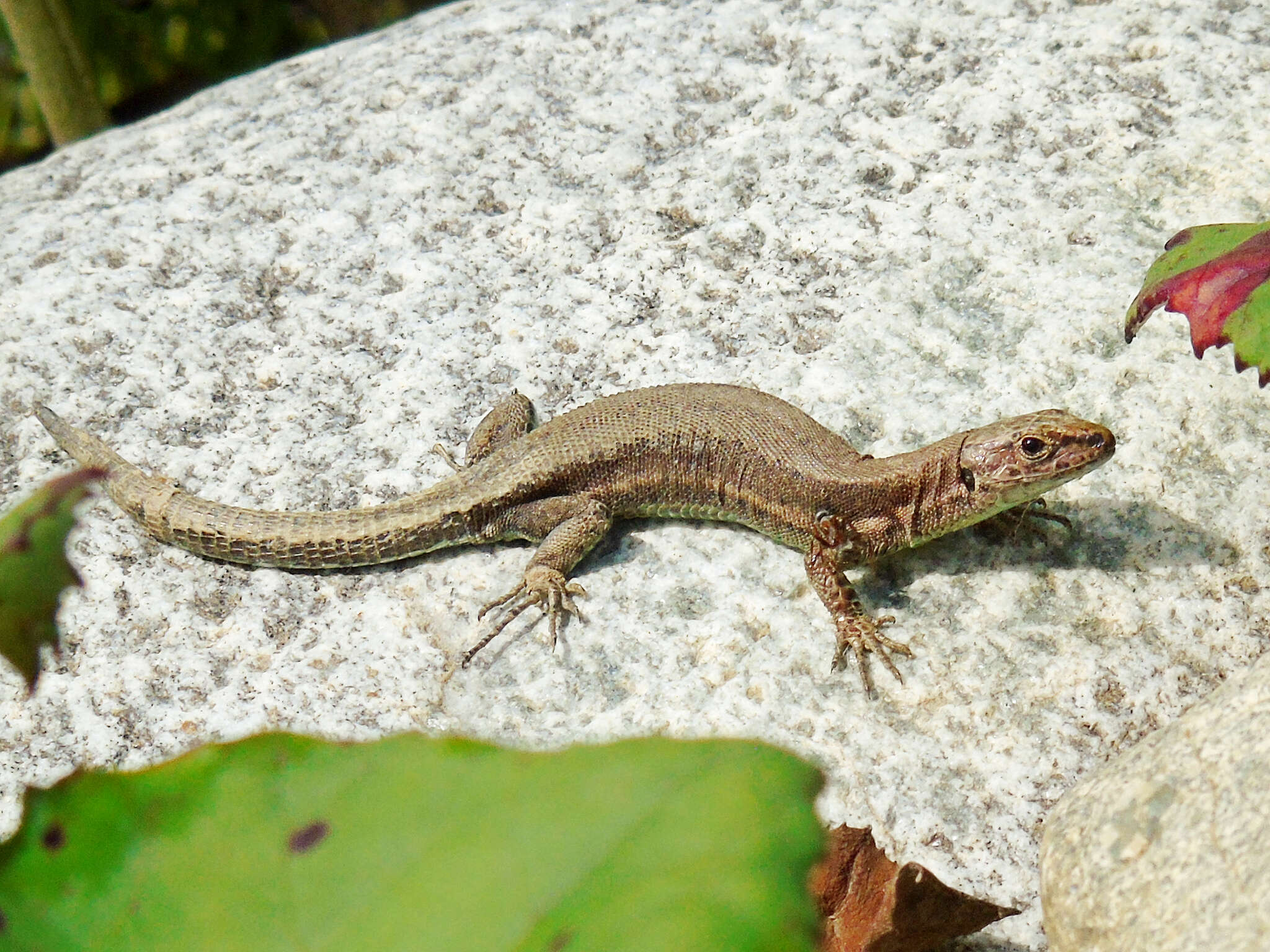 Image of Darevskia derjugini abchasica (Bischoff 1982)