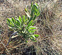 Image of Lobostemon marlothii Levyns