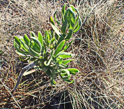 Image of Lobostemon marlothii Levyns