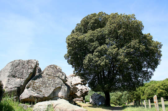 Image of Evergreen Oak