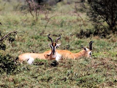 Image of Gazelle de Soemmerring