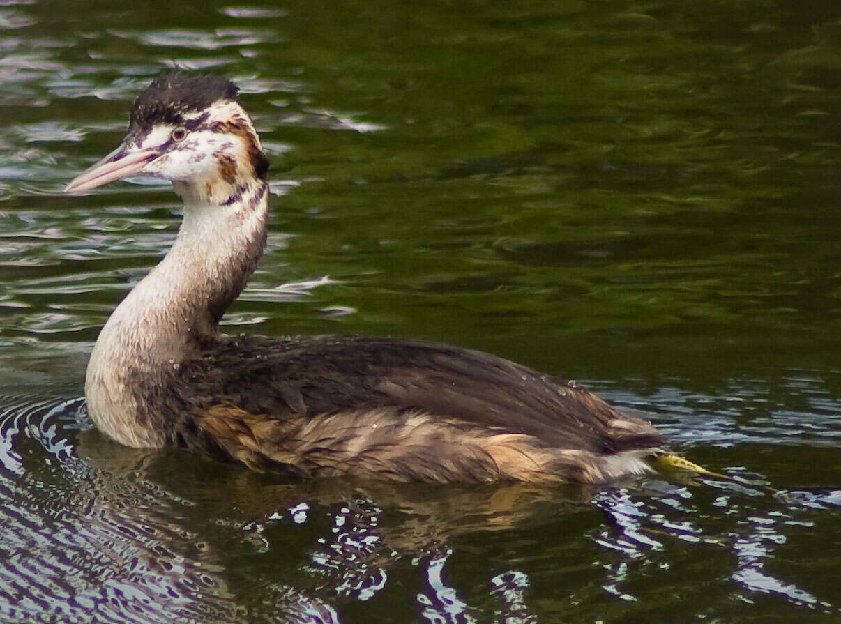 Image of grebes