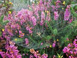 Image of Barbary Spider