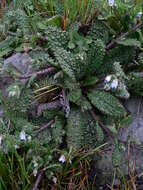 صورة Borago pygmaea (DC.) Chater & Greuter