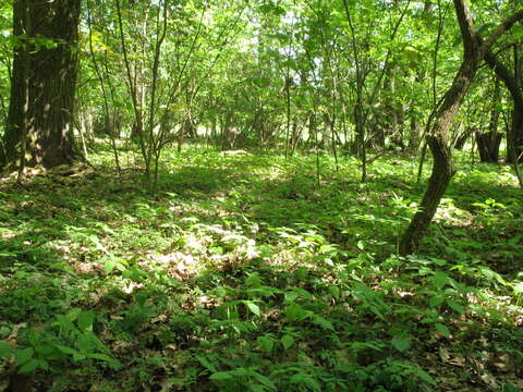 Image of Lamium galeobdolon subsp. galeobdolon