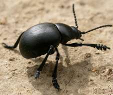 Image of Timarcha tenebricosa