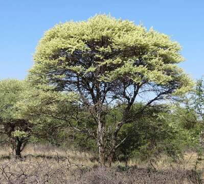 Vachellia tortilis (Forssk.) Galasso & Banfi的圖片