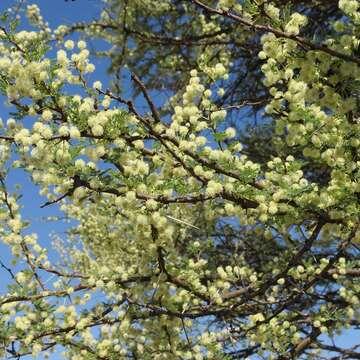 Vachellia tortilis (Forssk.) Galasso & Banfi的圖片