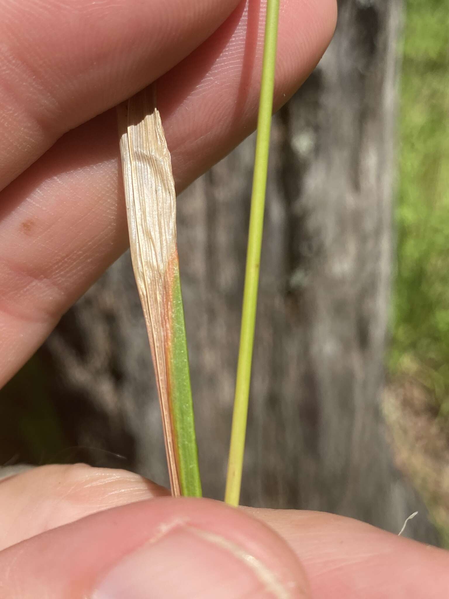 Plancia ëd Festuca paradoxa Desv.