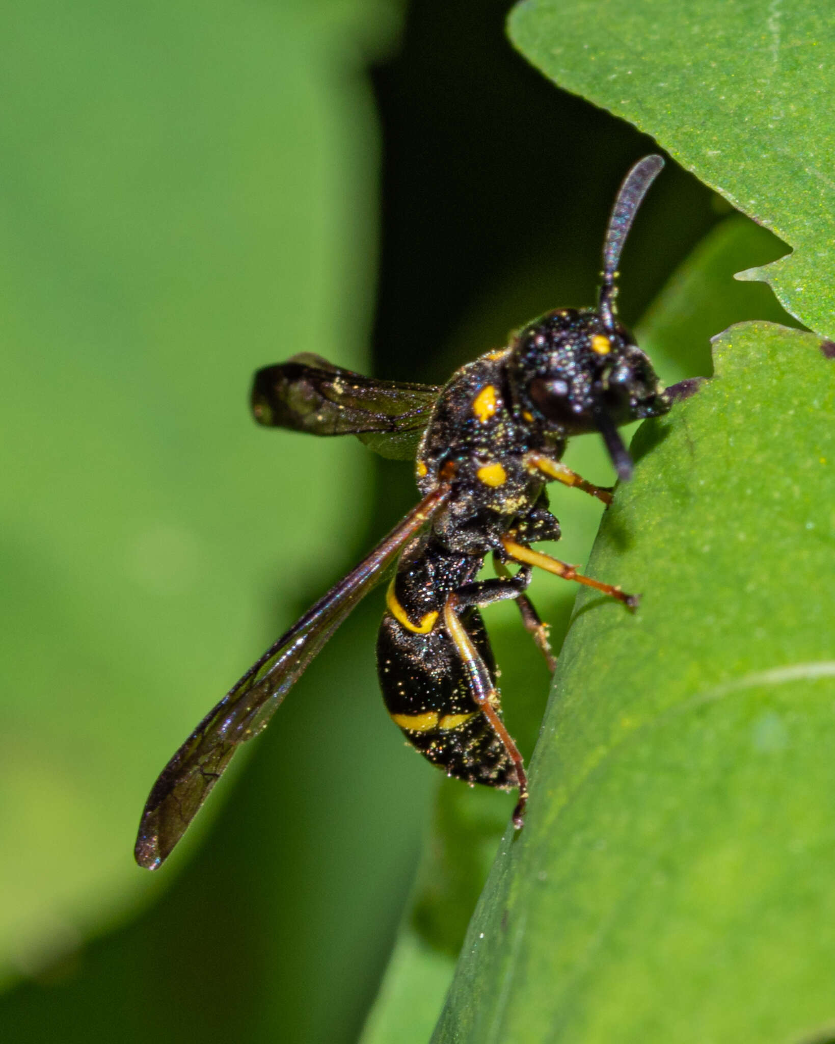 Sivun Symmorphus canadensis (de Saussure 1855) kuva